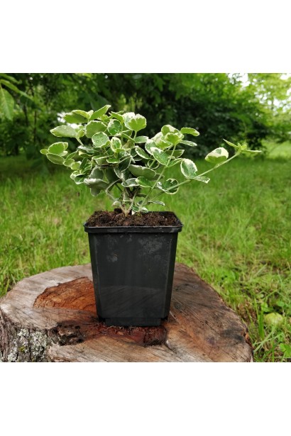 Бруслина форчуна Сільвер Квін і Бруслина японська Ауреомаргіната на штамбі | Euonymus fortune Silver Queen  and Japanese Aureomarginata on shtambe | Бересклет форчуна Сильвер Квин и Бересклет японский Ауреомаргината на штамбе